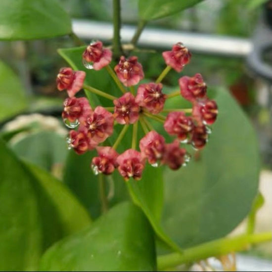 盧卡球蘭 Hoya lucardenasiana