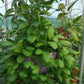 盧卡球蘭 Hoya lucardenasiana