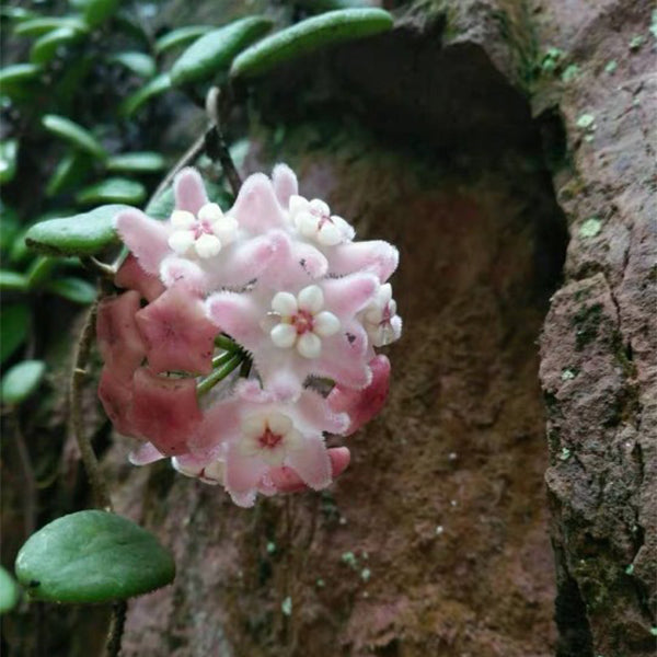 香花球蘭 Hoya lyi Pink flower