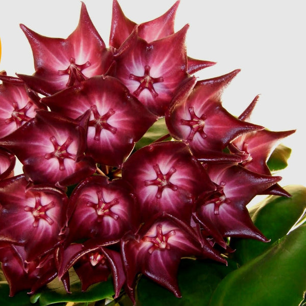 球蘭/毬蘭大花麥吉利 Hoya macgillivrayi