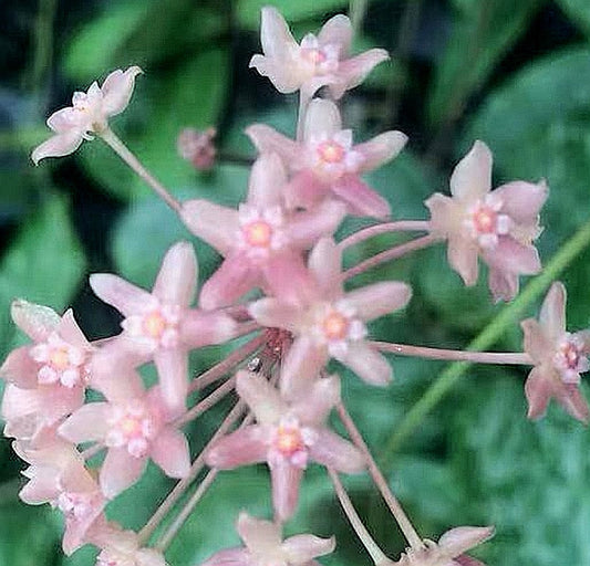 大葉球蘭 Hoya macrophylla ‘ Snow Queen ’