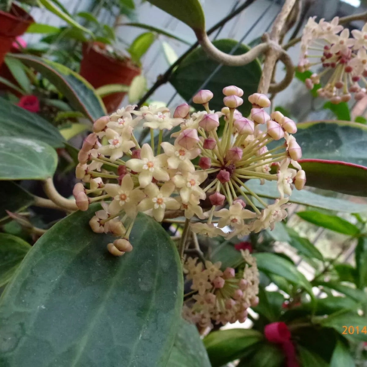 花邊大葉球蘭 Hoya macrophylla variegated