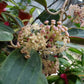 花邊大葉球蘭 Hoya macrophylla variegated