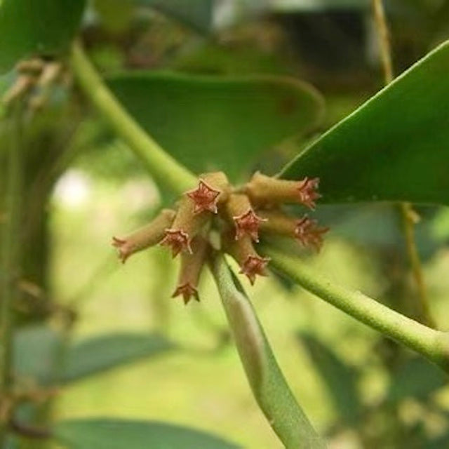 三角葉球蘭 Hoya manipurensis
