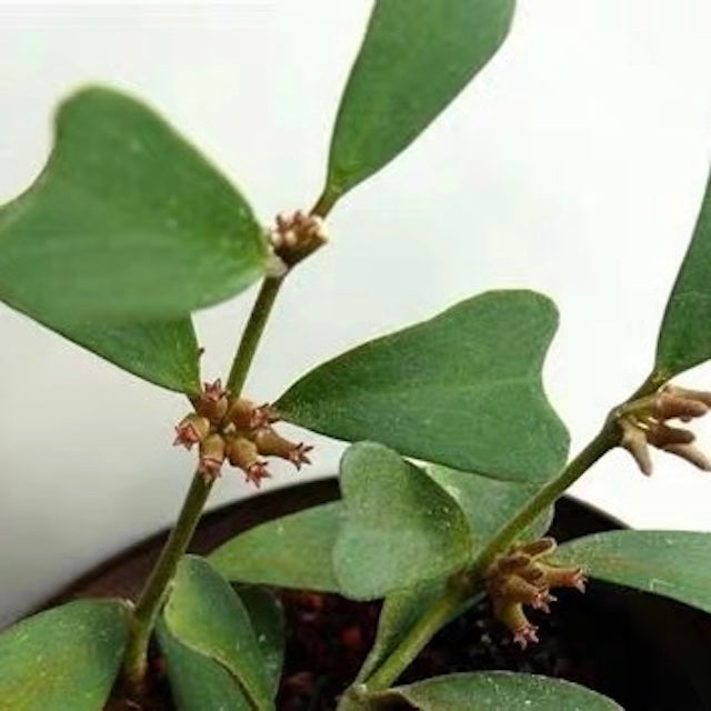 三角葉球蘭 Hoya manipurensis