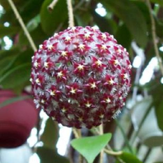 棉德島球蘭 Hoya mindorensis-purple