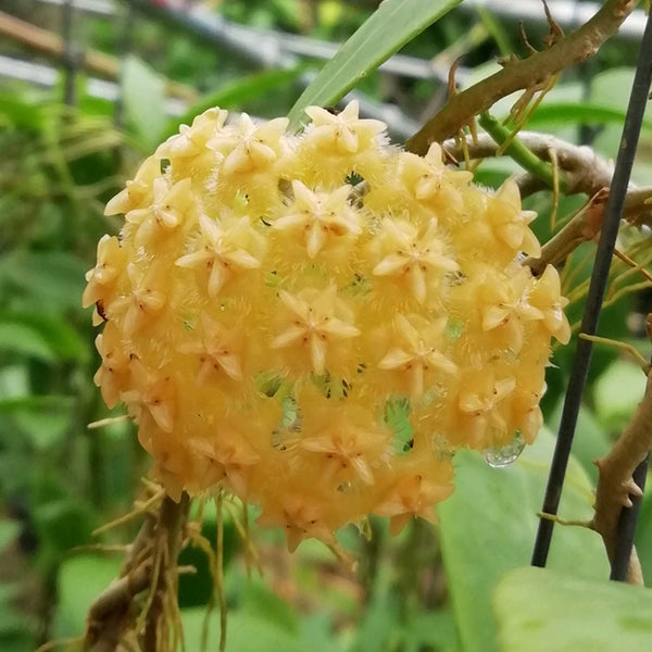 棉德島球蘭/毬蘭 Hoya mindorensis lite yellow