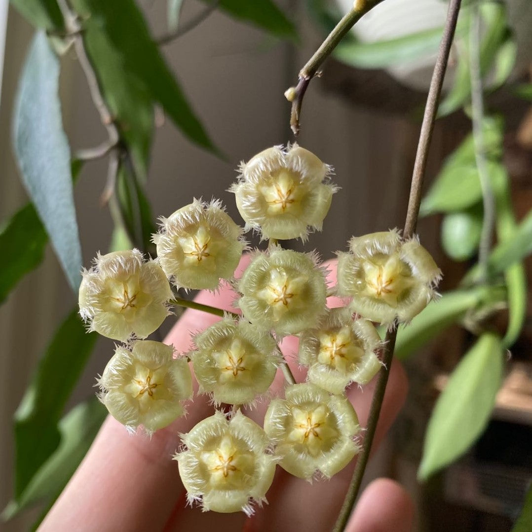 球蘭 Hoya mirabilis