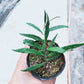 球蘭 Hoya mirabilis