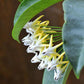 流星球蘭 Shooting Star Hoya ( Hoya multiflora )