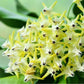 流星球蘭 Shooting Star Hoya ( Hoya multiflora )