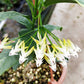 流星球蘭外錦 ( Hoya multiflora var. albomarginata )