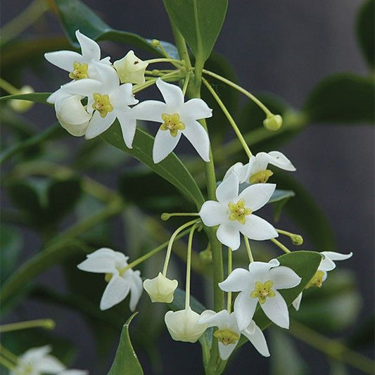 甜香球蘭 Hoya odorata
