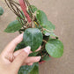 寄生球蘭 Hoya parasitica