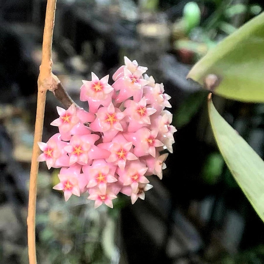 寄生球蘭 Hoya parasitica var. Pink
