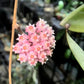 寄生球蘭 Hoya parasitica var. Pink