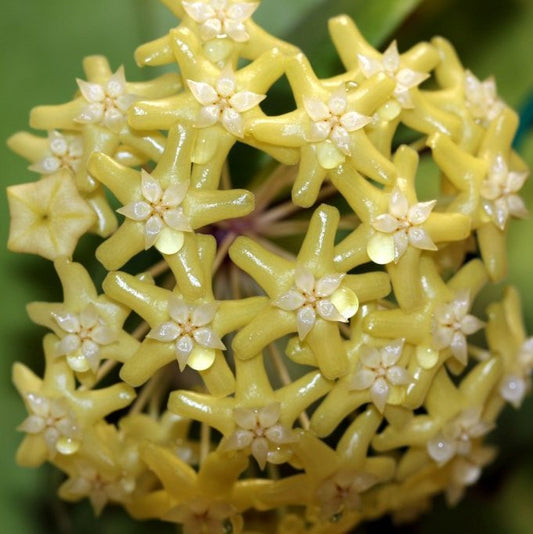 五列球蘭 Hoya pentaphlebia