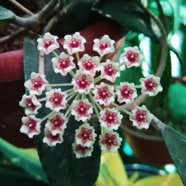 球蘭/毬蘭 Hoya phuwuaensis 'phu wua'