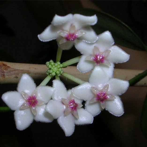 衛濱海球蘭 Hoya pseudolittoralis