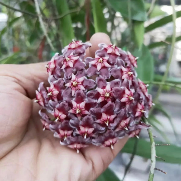 黑龍球蘭/毬蘭 Hoya pubicalyx ' Black dragon '