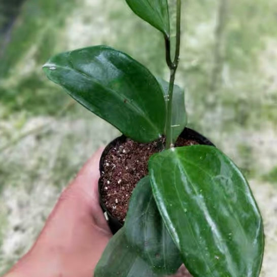 五脈球蘭 Hoya quinquenervia