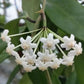 卷邊球蘭 Hoya revolubilis ssp. White
