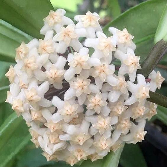 卷邊球蘭 Hoya revolubilis ssp. White