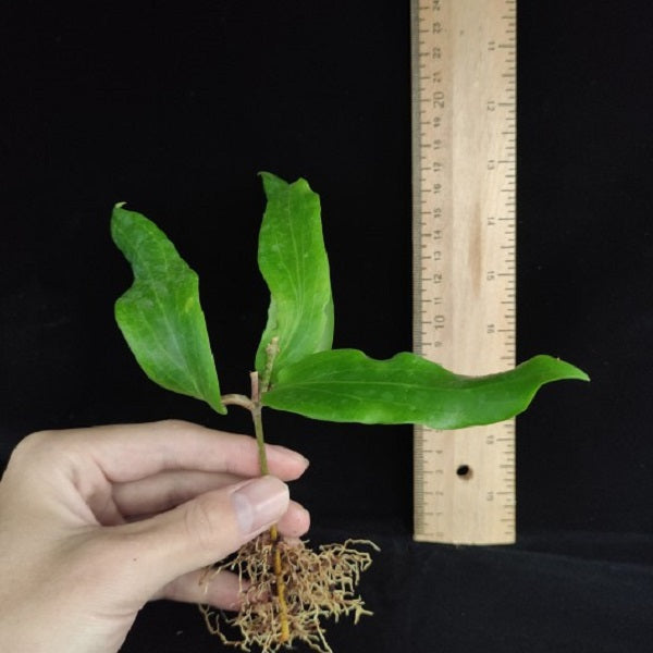 暹羅球蘭 Hoya siariae red