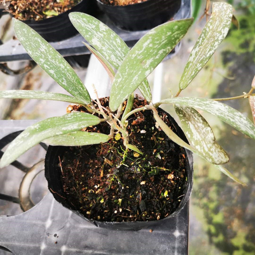 斑印球蘭 Hoya sigillatis