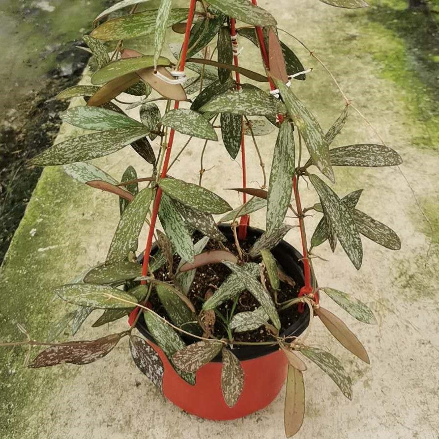 斑印球蘭 Hoya sigillatis