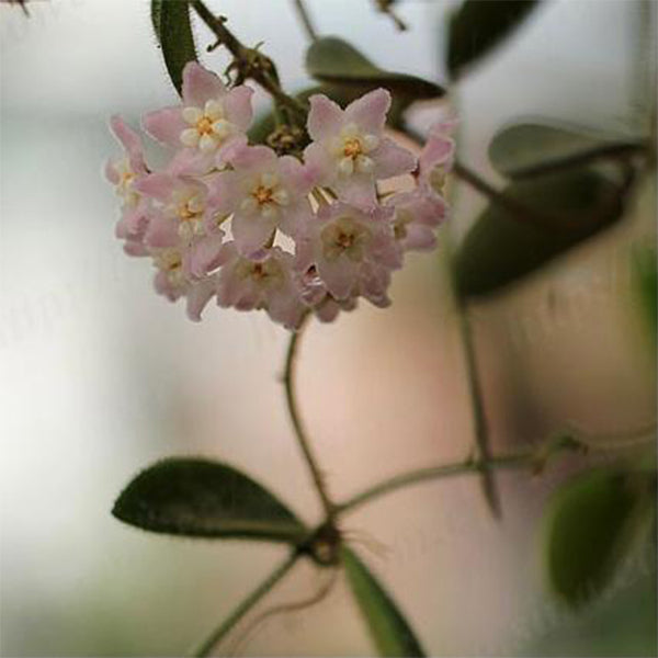 西藏球蘭 Hoya sp. aff. thomsonii