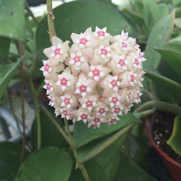 球蘭/毬蘭 Hoya sp. gajah liar