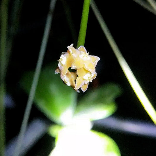 棒葉球蘭 Hoya spartioides