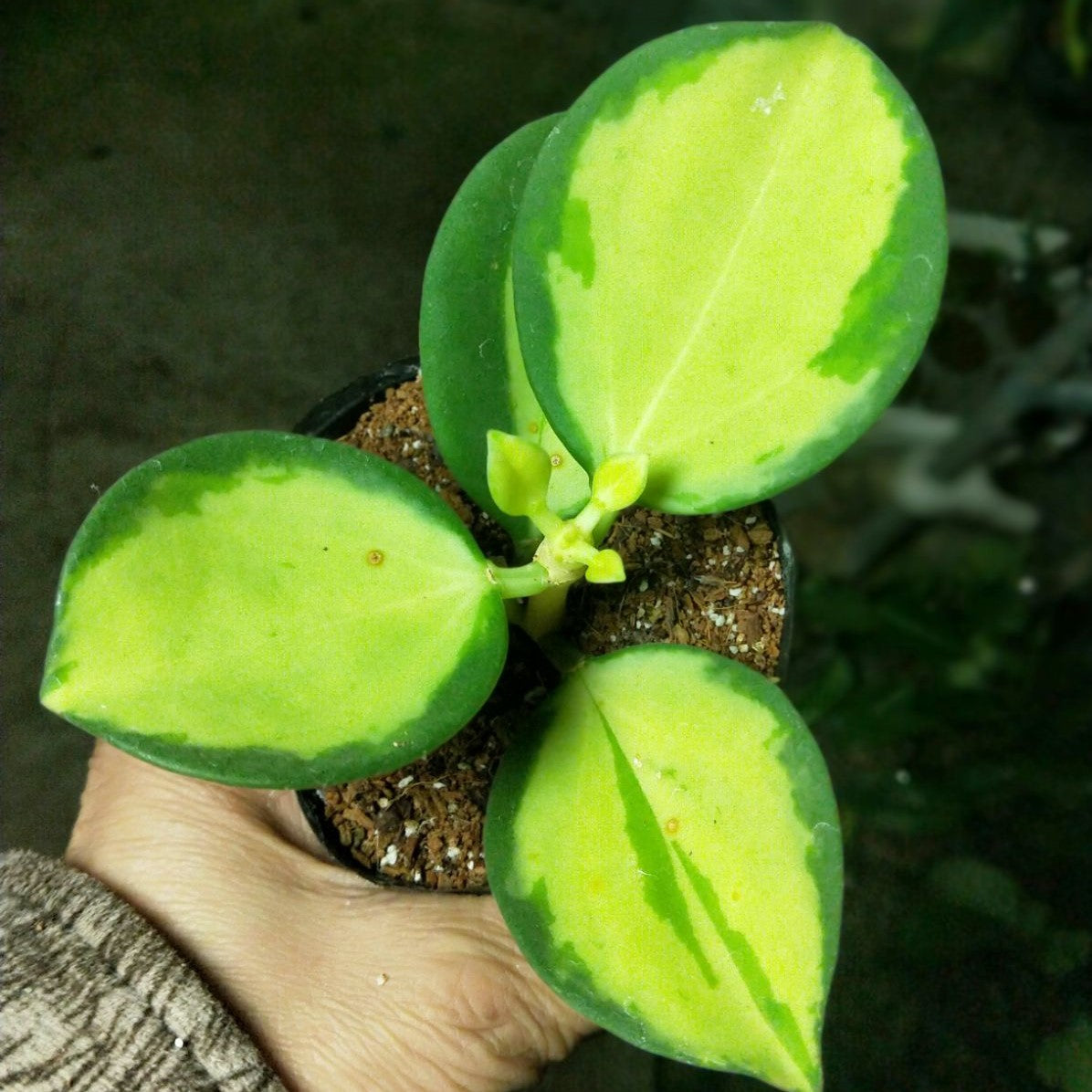 球蘭 Hoya subquintuplinervis variegated