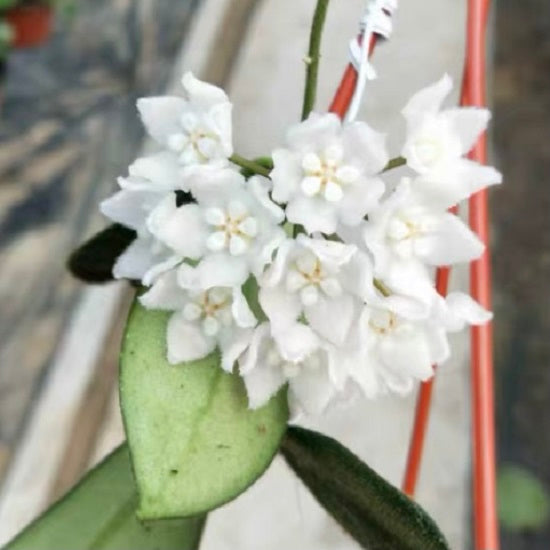 西藏球蘭 Hoya thomsonii ' White flower '