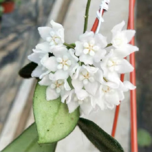 Hoya thomsonii 'White flower'