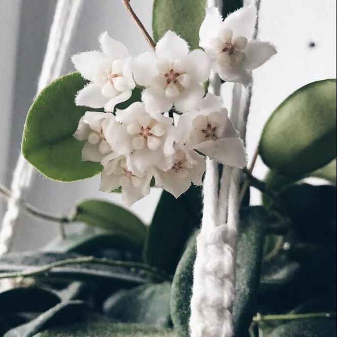 西藏球蘭 Hoya thomsonii ' White flower '