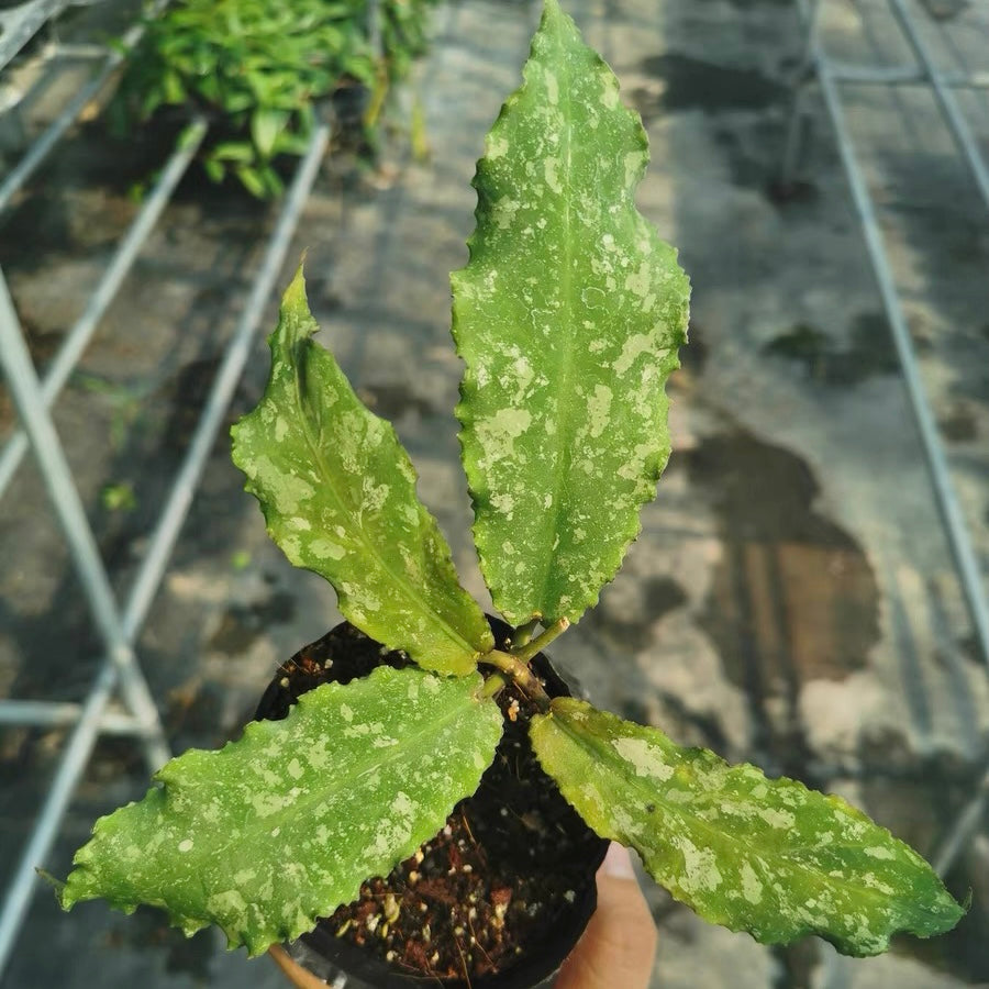 波狀葉球蘭 Hoya undulata