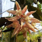 波狀葉球蘭 Hoya undulata