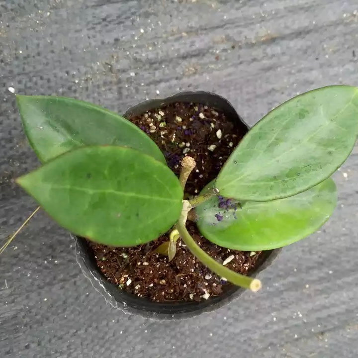 羊脂球蘭 Hoya verticillata