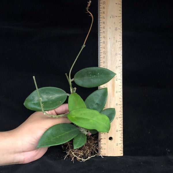 羊脂球蘭 Hoya verticillata