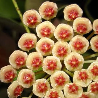 瓦林球蘭 Hoya walliniana