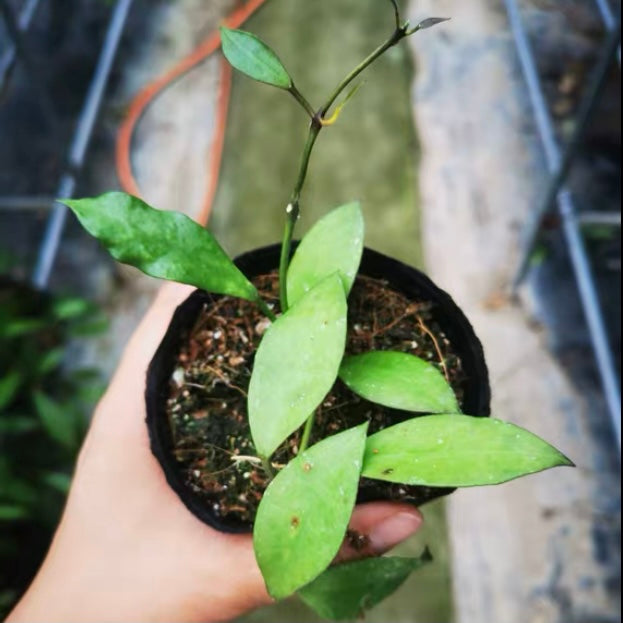 瓦林球蘭 Hoya walliniana