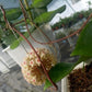 球蘭  Hoya wibergiae