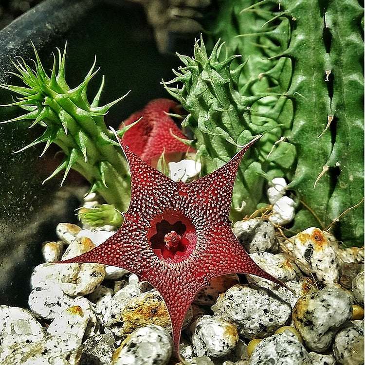 魔星花 Huernia macrocarpa