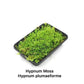 大灰蘚 Hypnum Moss (Hypnum plumaeforme)