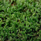 大灰蘚 Hypnum Moss (Hypnum plumaeforme)