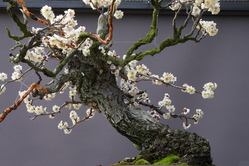The 62nd return of wild plums from the mountains is a large-scale bonsai exhibit / a 300-year-old tree