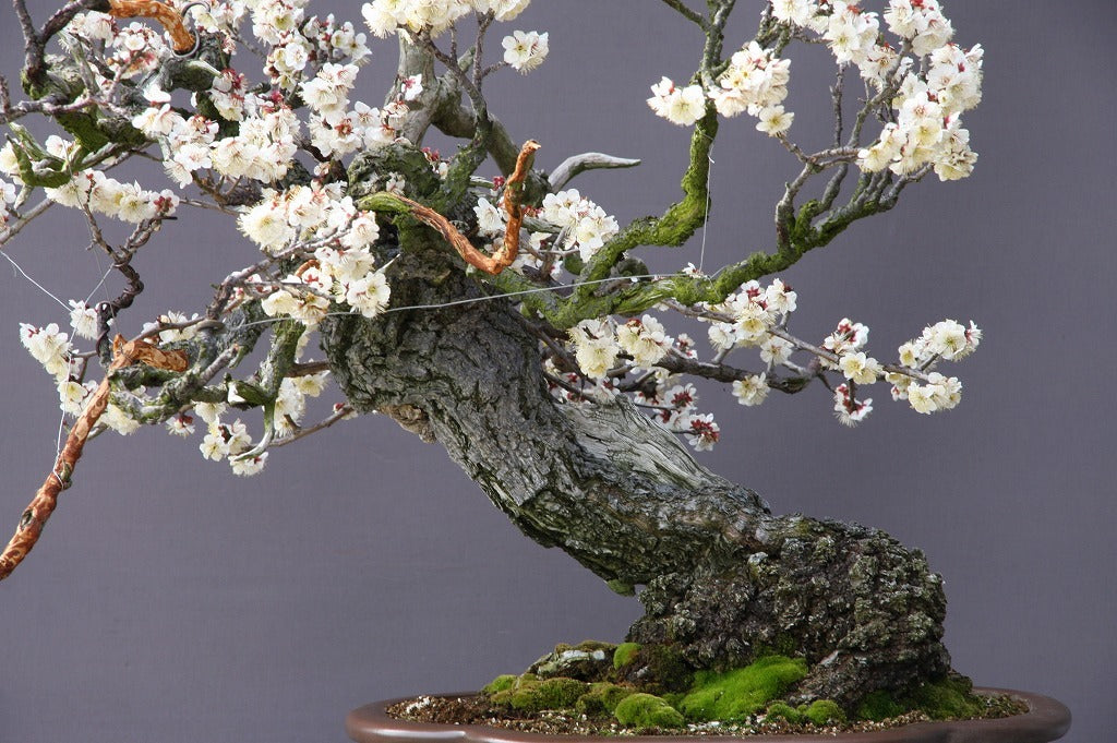 The 62nd return of wild plums from the mountains is a large-scale bonsai exhibit / a 300-year-old tree