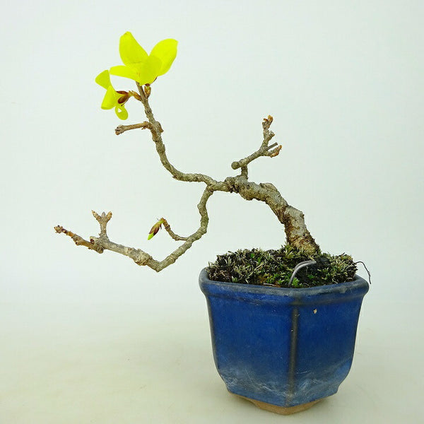盆栽 連翹 樹高 約8～10cm れんぎょう Forsythia suspensa レンギョウ モクセイ科 レンギョウ属 落葉樹 観賞用 小品 数量物 セレクト x1086122115